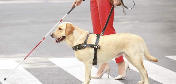 Service Dogs