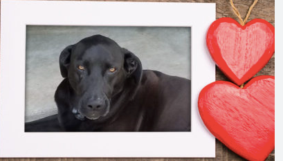 Why we love our furry soulmates