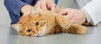 How much would you spend on your furry soulmate?
