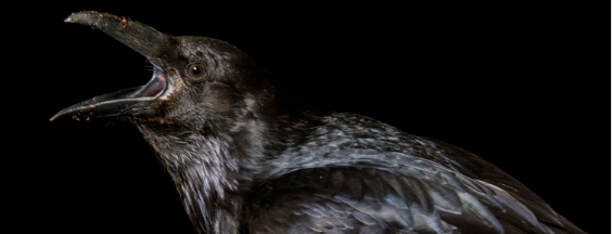 My Spirit Animal - Raven