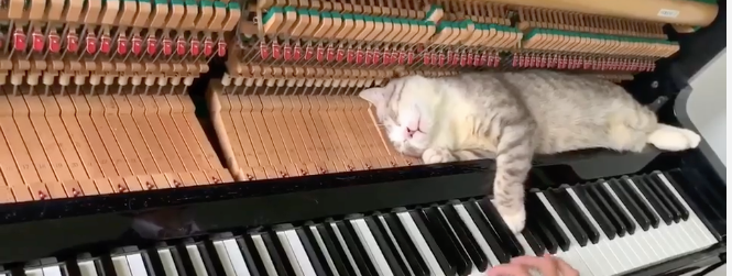 Cats and Music