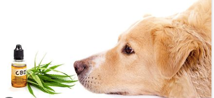 CBD good for your dog??