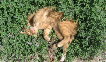 Cat Nip