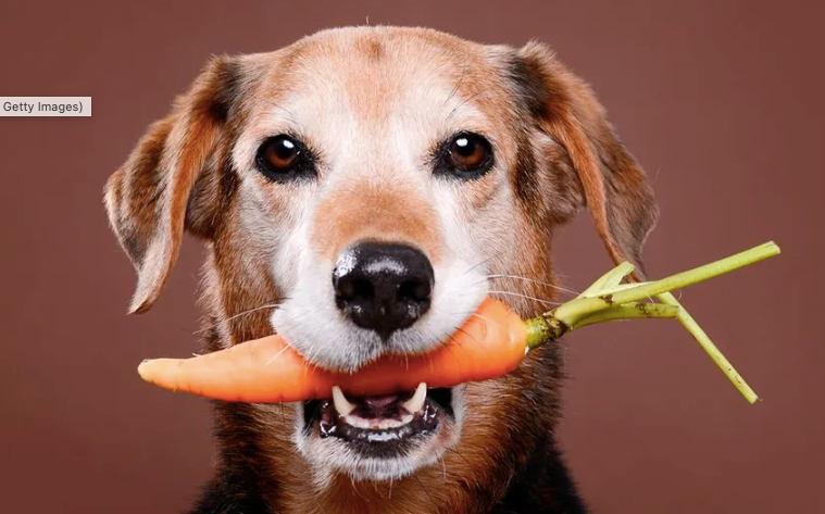 Are vegan diets healthy for your furry soulmates?