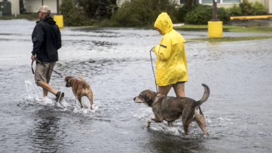 Taking care of your furry soulmates if you have to evacuate
