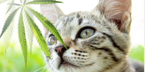 Law in California regarding CBD and pets