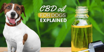 Why Vets Don't Like CBD