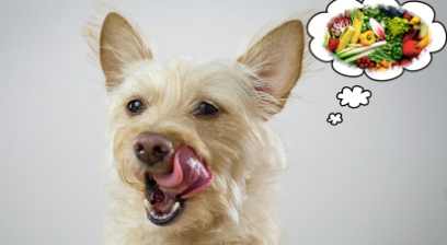 Alternative diets for dogs