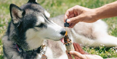 Is CBD bad for pets