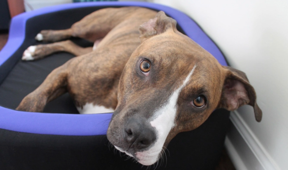 A very smart pet bed!