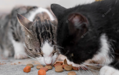 Should cats eat next to each other?