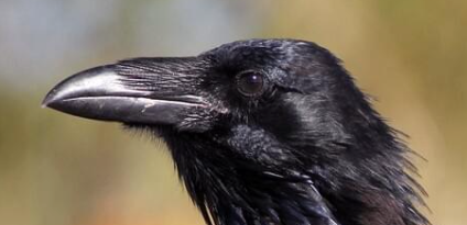 My spirit animal - the RAVEN