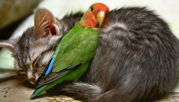 Cats and Birds