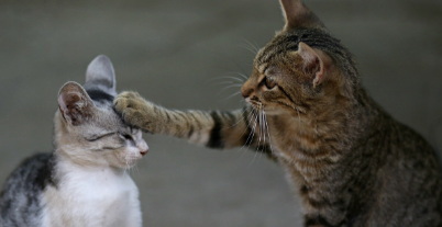 How do cats communicate?