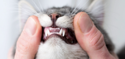 Cats and teeth