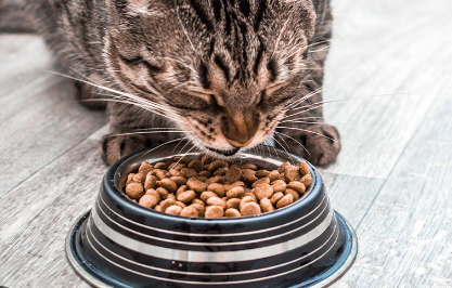 Cats and dry food