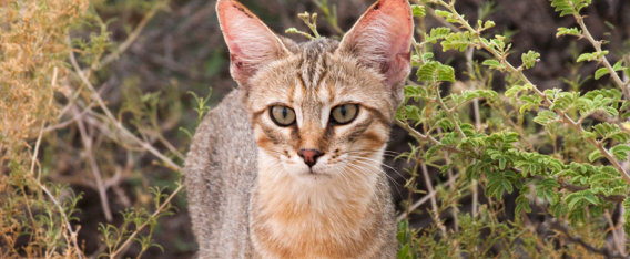 How cats became domesticated