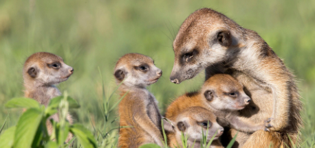 Animals & Responsibility in Children's Books
