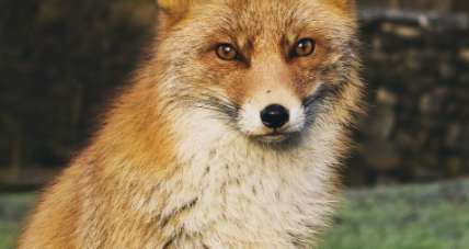 Animals & Intuition in Children's Books