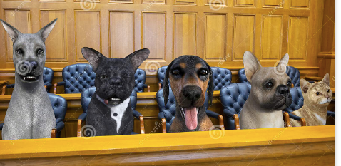 Animals & The Jury System