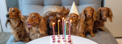 Celebrating birthdays for your furry soulmates