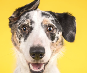 Special events for your pets