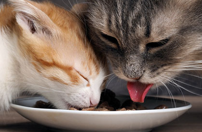 Best food to feed your furry soulmates