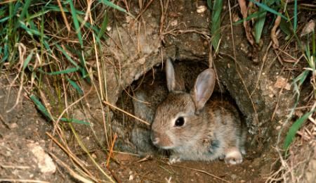 Where animals make their homes