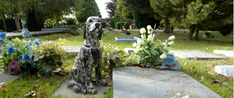 Green funeral for pets