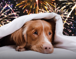 The 4th of July and stress on animals