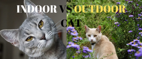 Indoor v. Outdoor cats