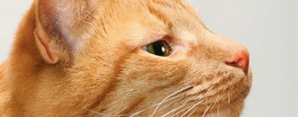 Cats and smell