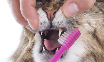 Brushing a cat's teeth!
