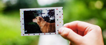 Remembering your furry soulmate