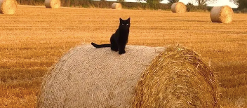 Cats and Agriculture