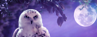 Are animals on a spiritual journey?