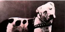 The history of pitbulls