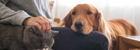 How pets help with stress