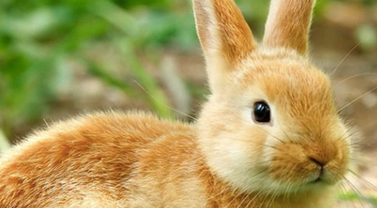 Animals and good luck