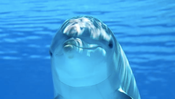 Dolphins - Spiritual Connection