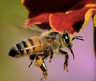 Bees - Spiritual Connection