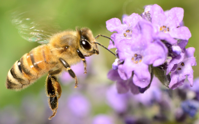 The honey bee saves our planet!