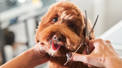 How to start a pet grooming business