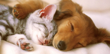 Dog poop v. Cat Poop