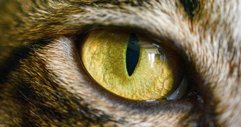 What eye diseases affect cats?