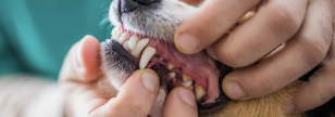 Dental disease and dogs