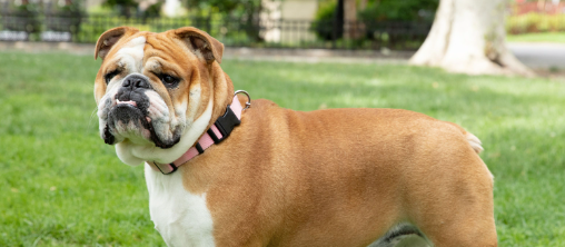 Why bulldogs are special