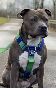 Dog leash for pitbulls