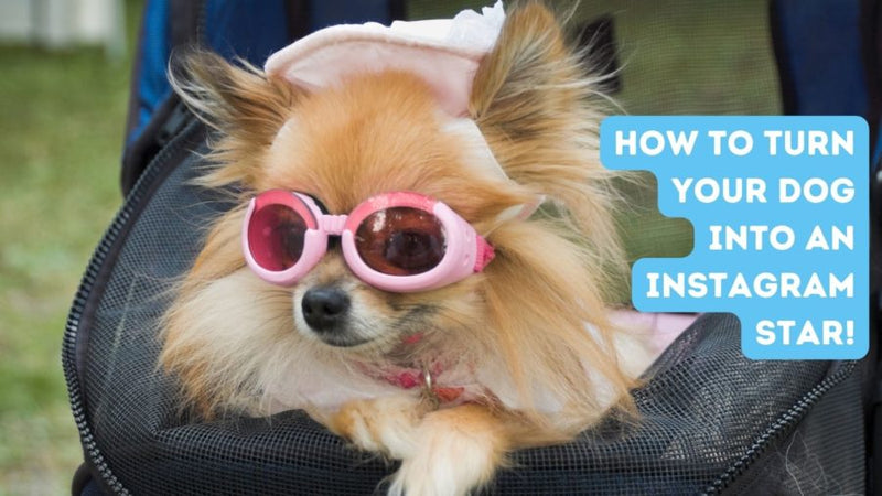 Are You A Pet Influencer?