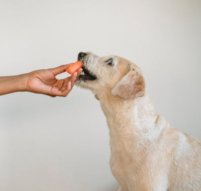 Trends in Healthy Pet Treats